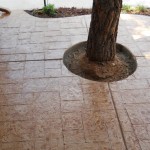 A tree is in the middle of a patio.