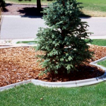 A tree is in the middle of a garden.