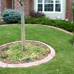 A tree in the center of a lawn.